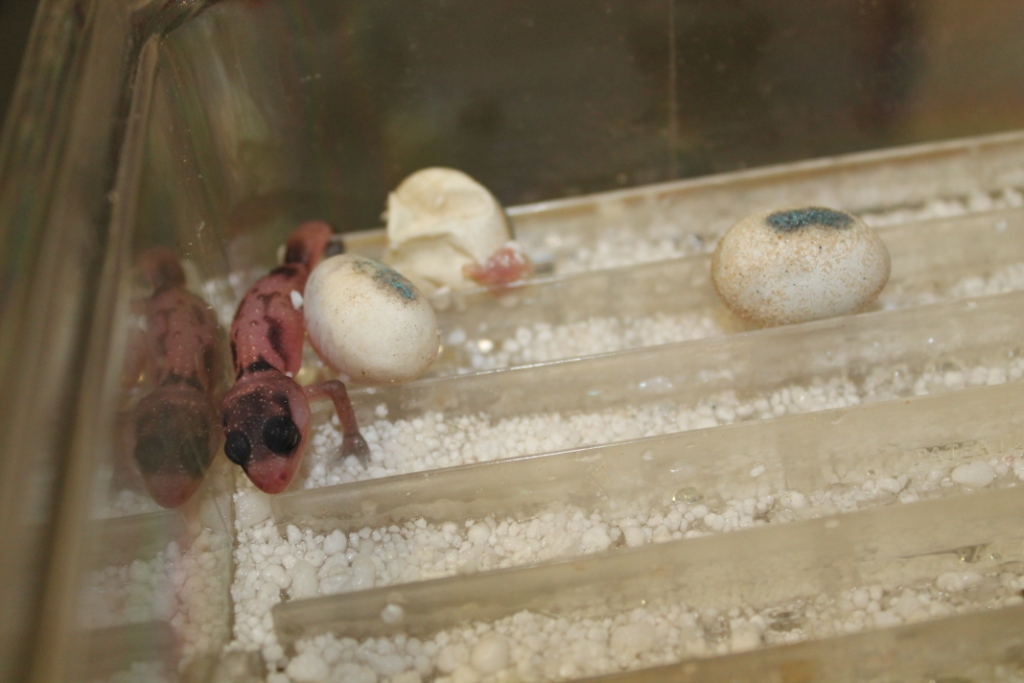 Nephrurus Wheeleri Broken band (2).JPG