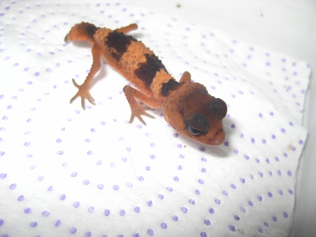 Nephrurus2012 (2) (640x480).jpg