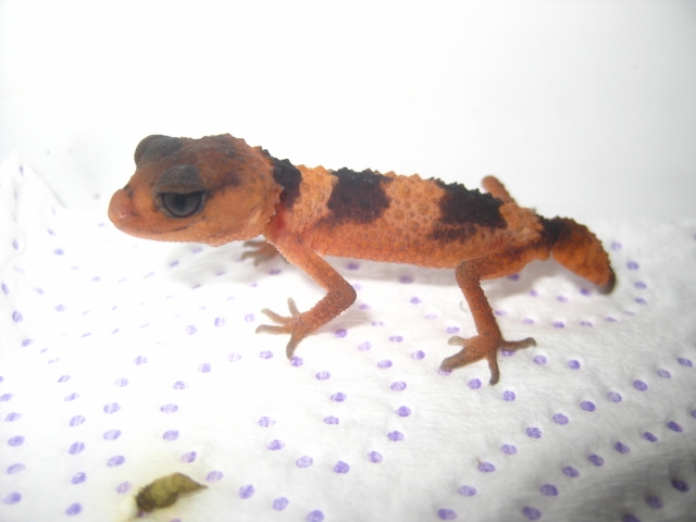 Nephrurus2012 (4) (640x480).jpg