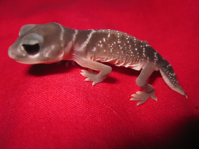 Nephrurus2012 (5) (640x480).jpg