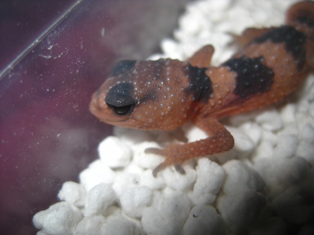 Nephrurus2012 (7) (640x480).jpg