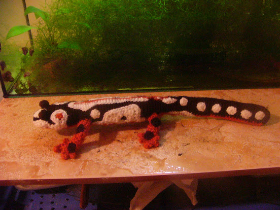 Neurergus kaiseri de pega.