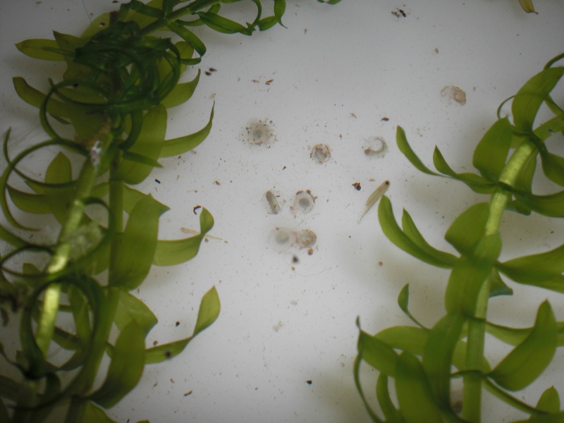 Neurergus kaiseri - Huevos