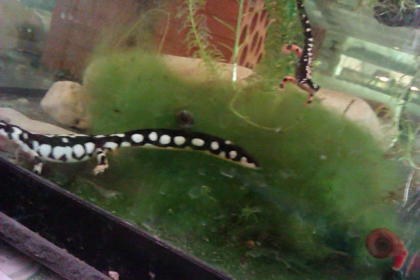 Neurergus kaiseri - Juvenil & adulto