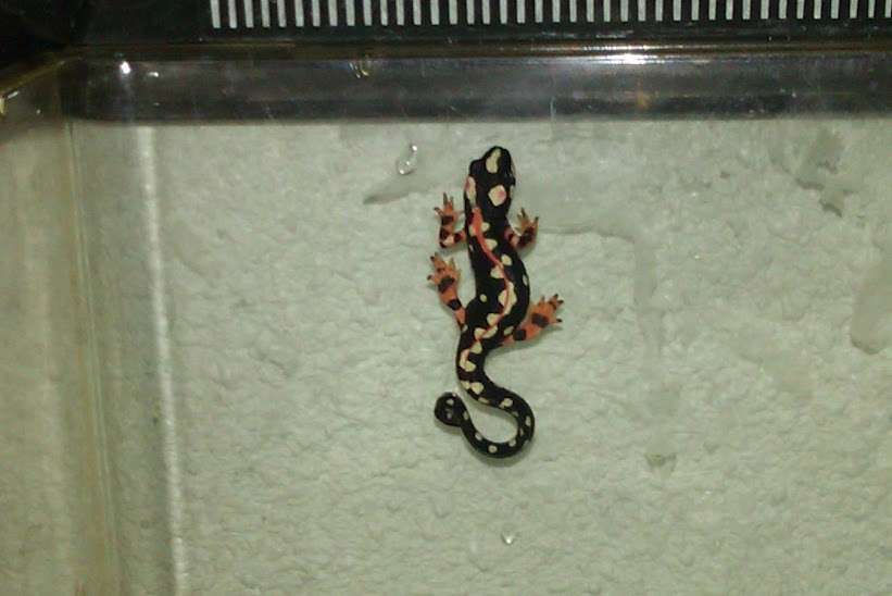 Neurergus kaiseri - Juvenil