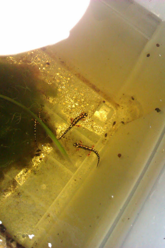 Neurergus kaiseri - Juveniles