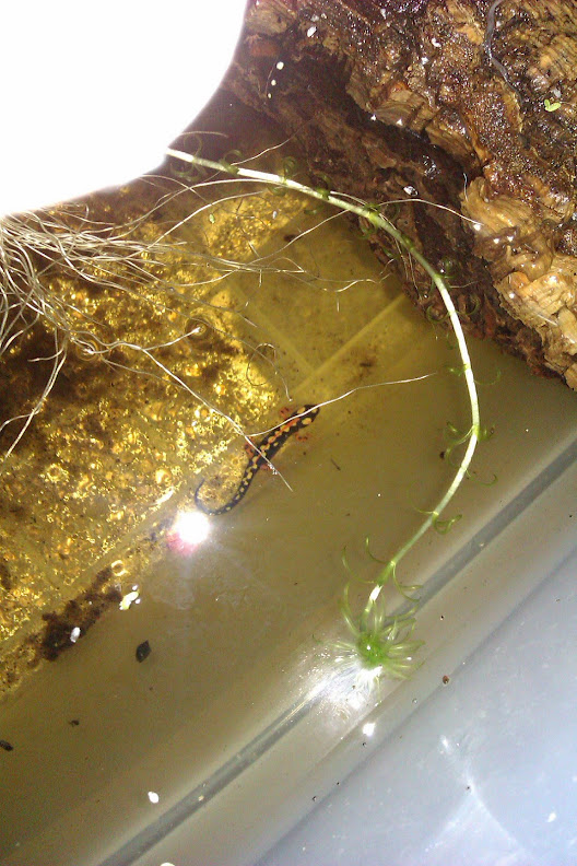 Neurergus kaiseri - Juveniles