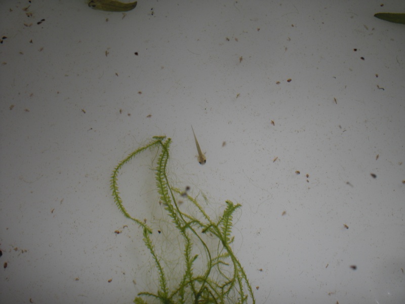 Neurergus kaiseri - Larva