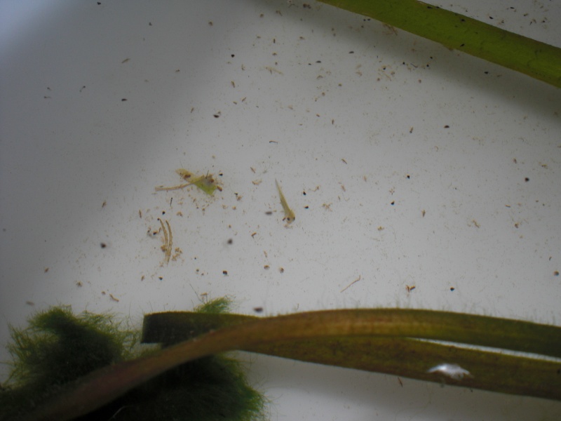 Neurergus kaiseri - Larva