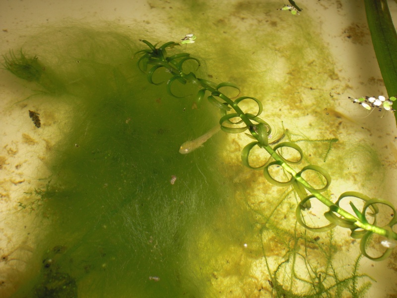 Neurergus kaiseri - Larva