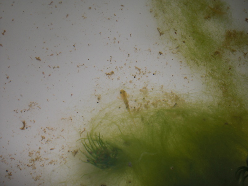 Neurergus kaiseri - Larva