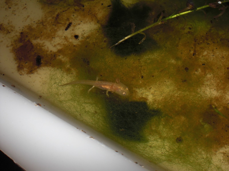 Neurergus kaiseri - Larva