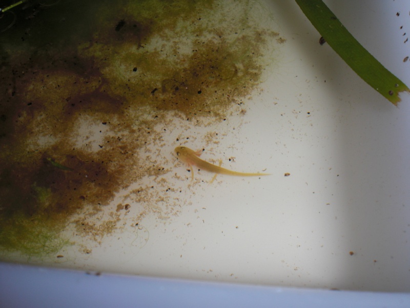 Neurergus kaiseri - Larva