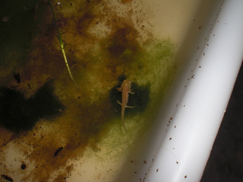 Neurergus kaiseri - Larva