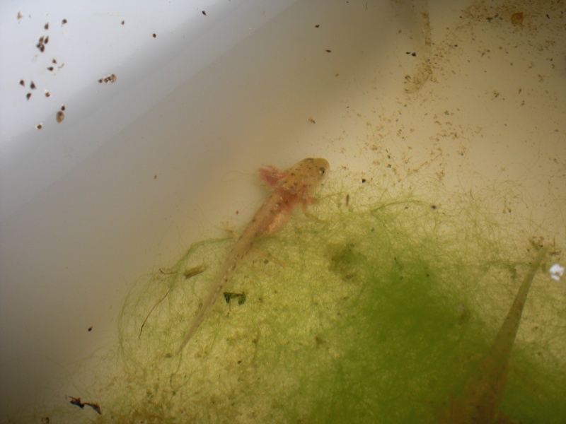 Neurergus kaiseri - Larva