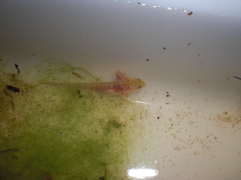 Neurergus kaiseri - Larva