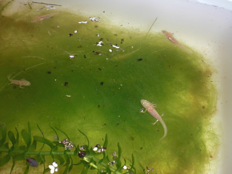 Neurergus kaiseri - Larva