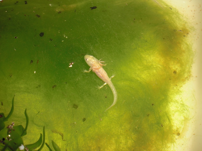 Neurergus kaiseri - Larva