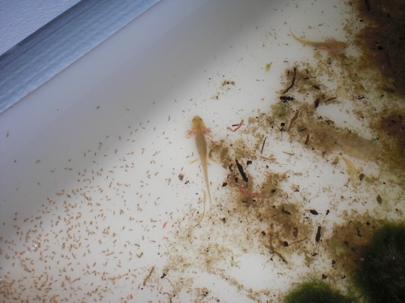 Neurergus kaiseri - Larva