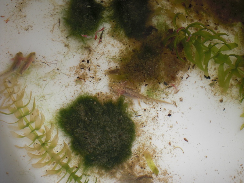 Neurergus kaiseri - Larva