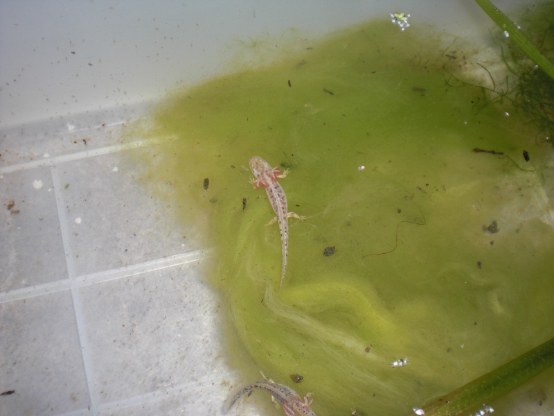 Neurergus kaiseri - Larva