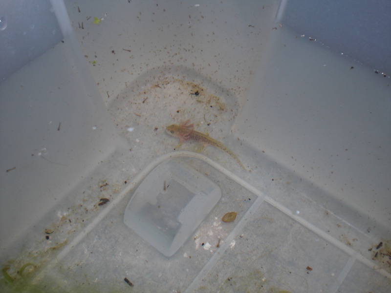 Neurergus kaiseri - Larva