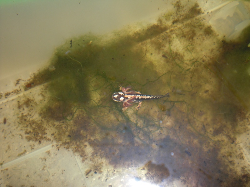 Neurergus kaiseri - Larva