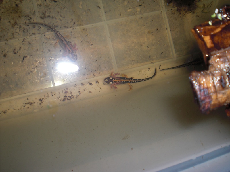 Neurergus kaiseri - Larva