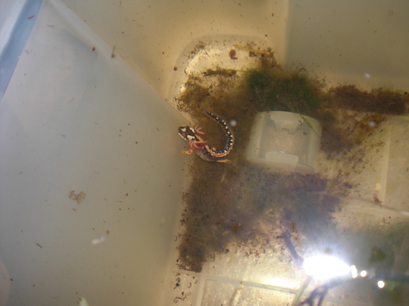 Neurergus kaiseri - Larva