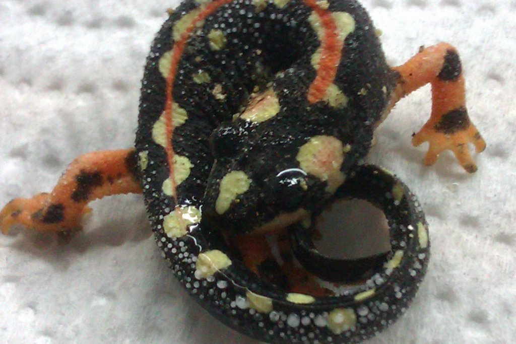 Neurergus kaiseri - Toxinas