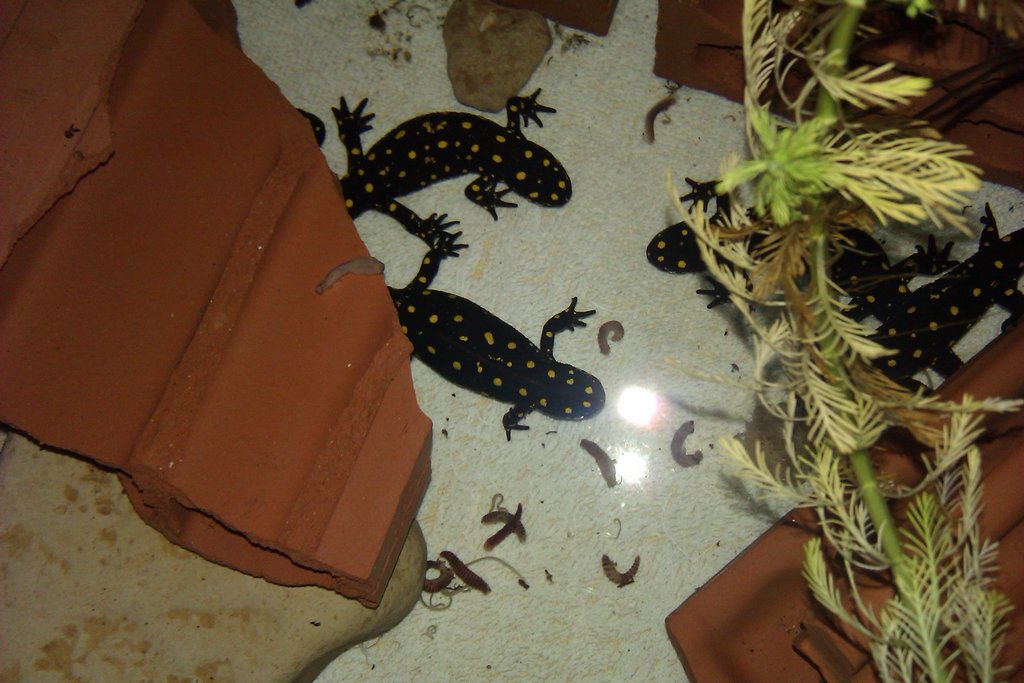 Neurergus strauchii strauchii - Bitlis