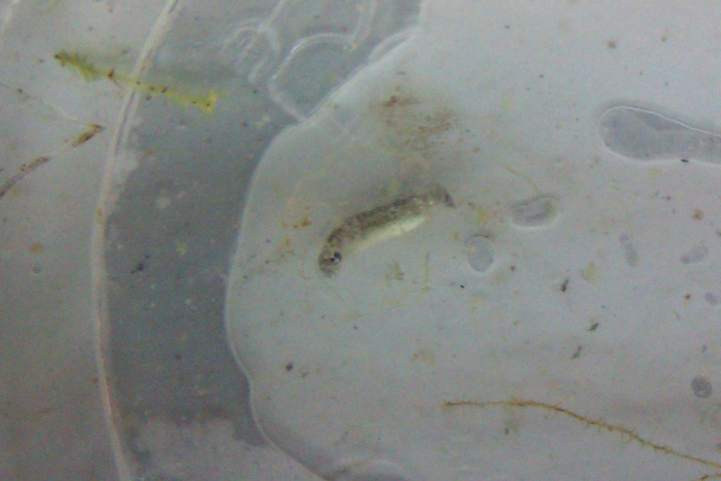 Neurergus strauchii strauchii - Huevo