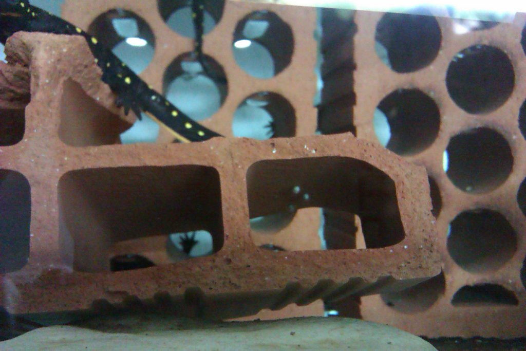 Neurergus strauchii strauchii - Huevos