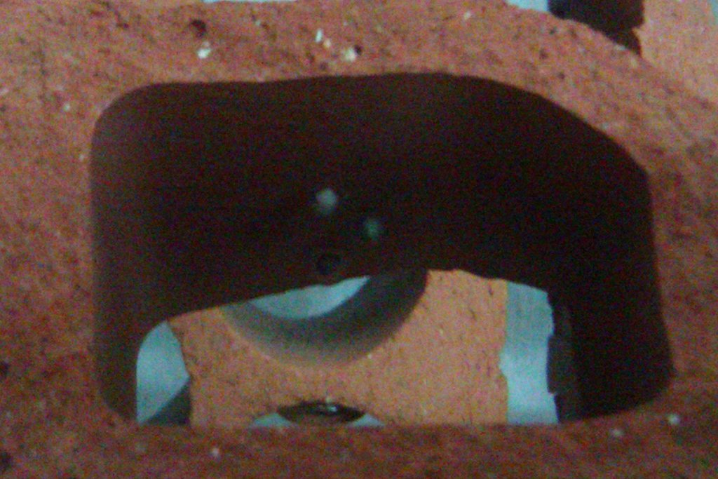 Neurergus strauchii strauchii - Huevos