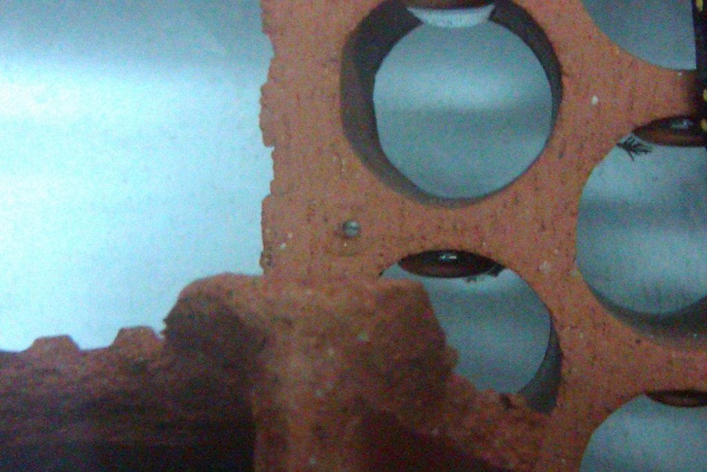 Neurergus strauchii strauchii - Huevos