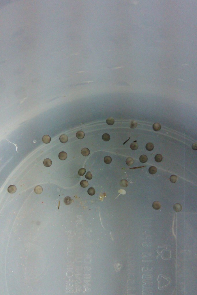 Neurergus strauchii strauchii - Huevos