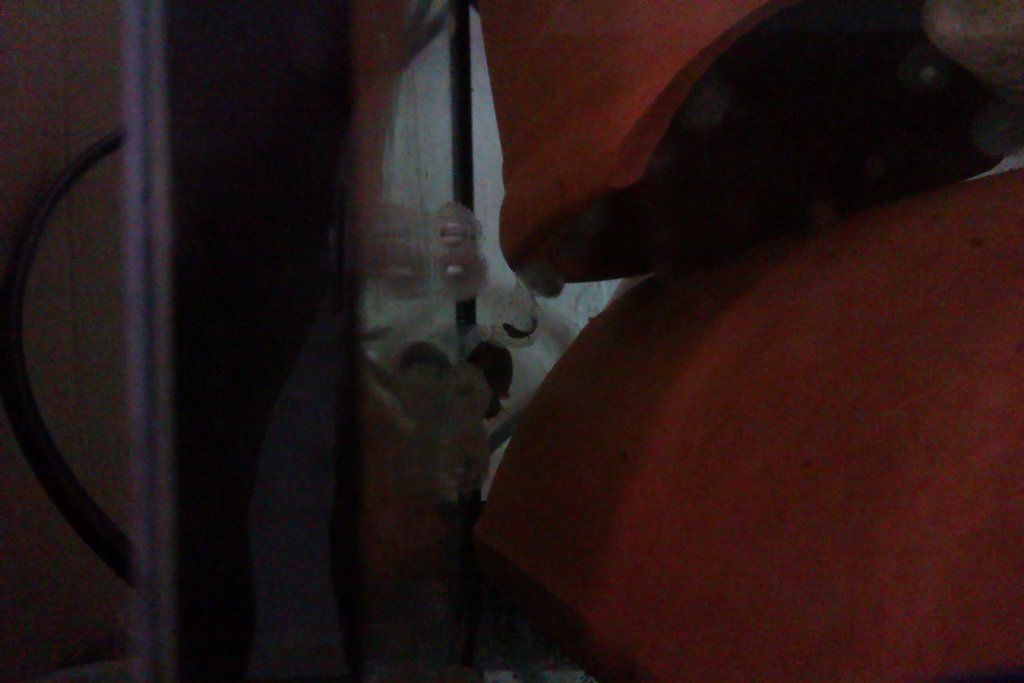 Neurergus strauchii strauchii - Huevos