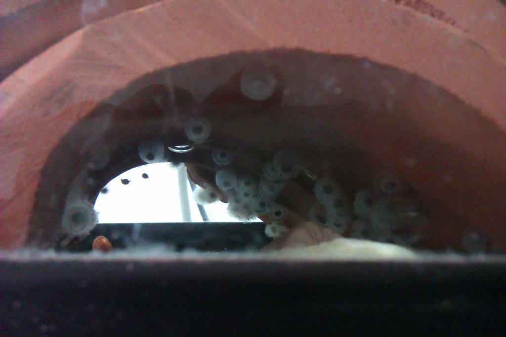 Neurergus strauchii strauchii - Huevos