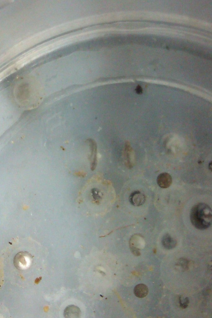 Neurergus strauchii strauchii - Huevos