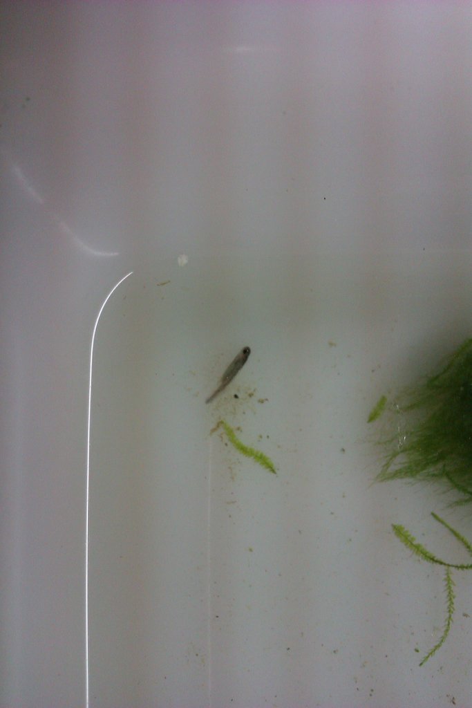 Neurergus strauchii strauchii - Larva