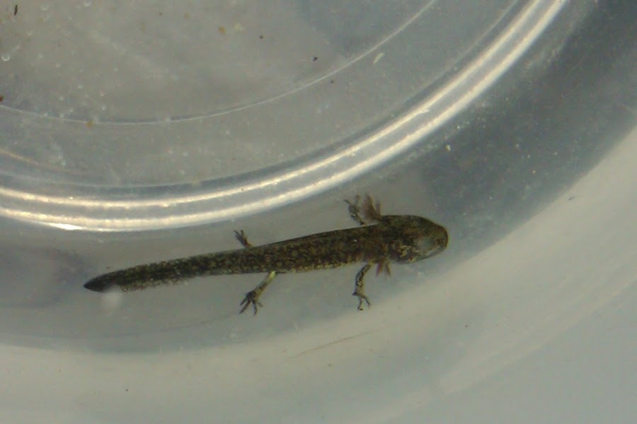 Neurergus strauchii strauchii - Larva