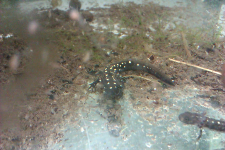 Neurergus strauchii strauchii - Larva