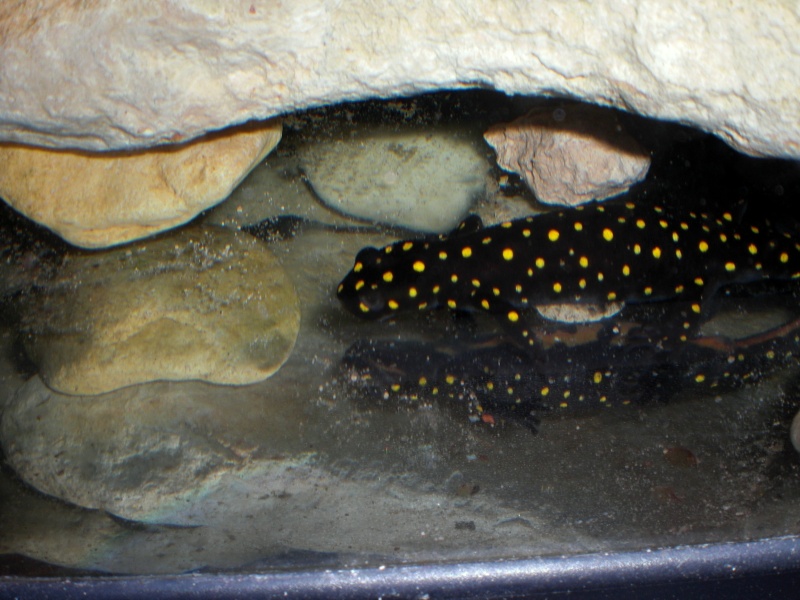 Neurergus strauchii strauchii