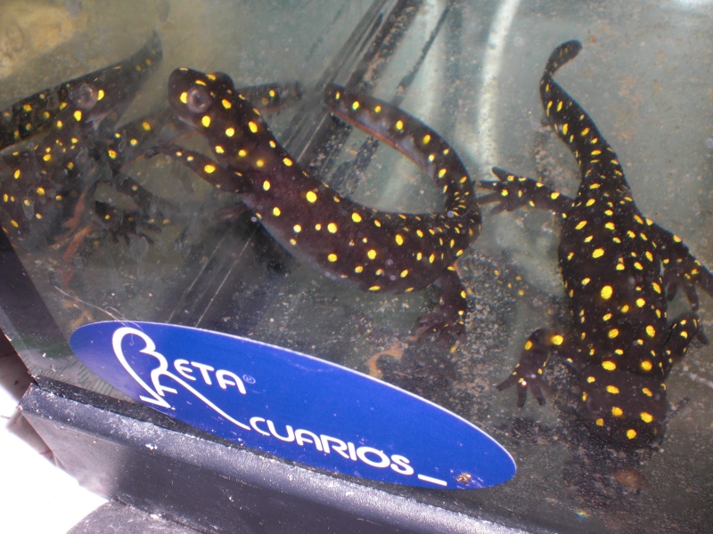 Neurergus strauchii strauchii