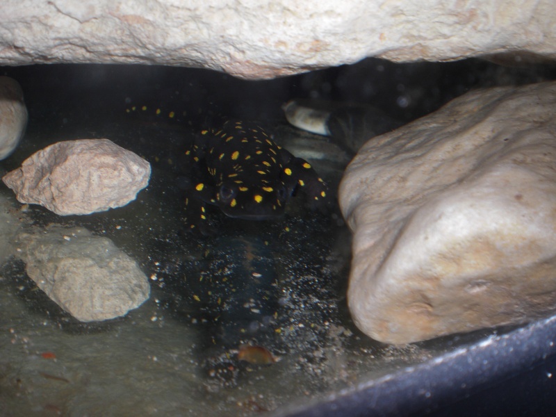 Neurergus strauchii strauchii