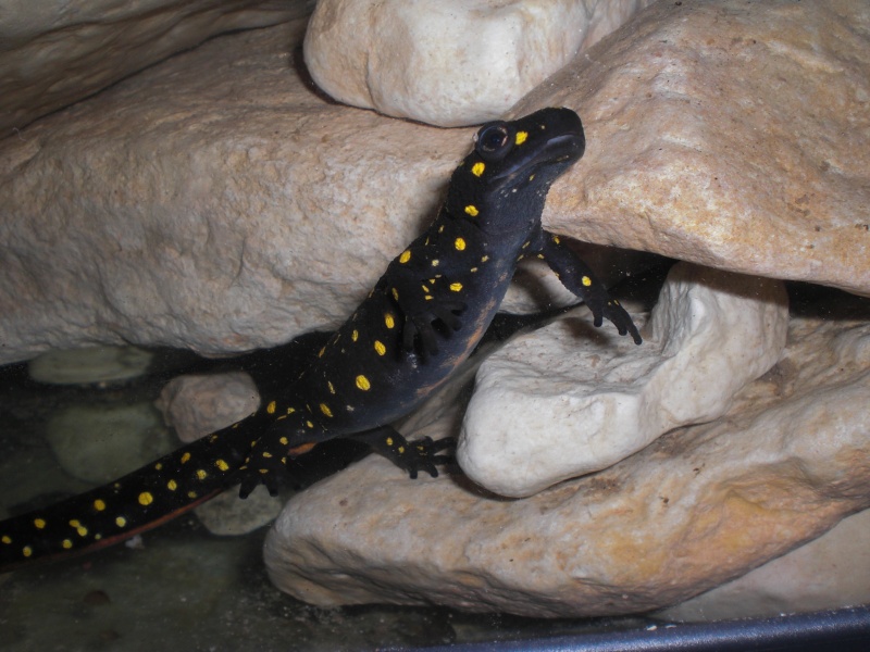 Neurergus strauchii strauchii