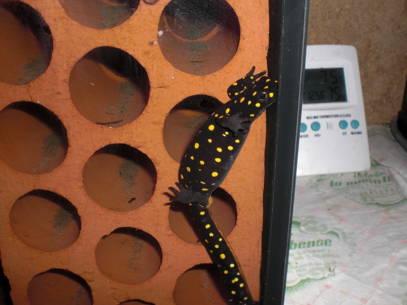 Neurergus strauchii strauchii