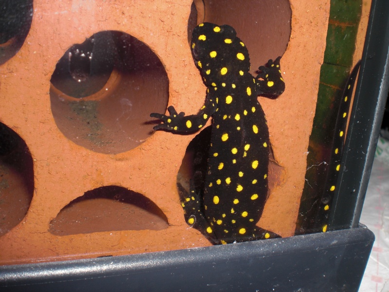 Neurergus strauchii strauchii