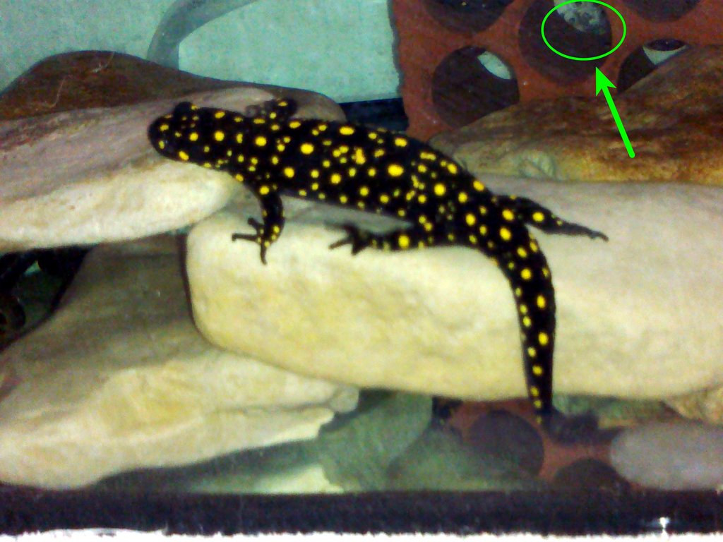 Neurergus strauchii strauchii