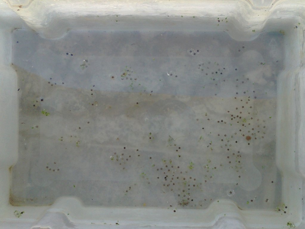 Neurergus strauchii strauchii